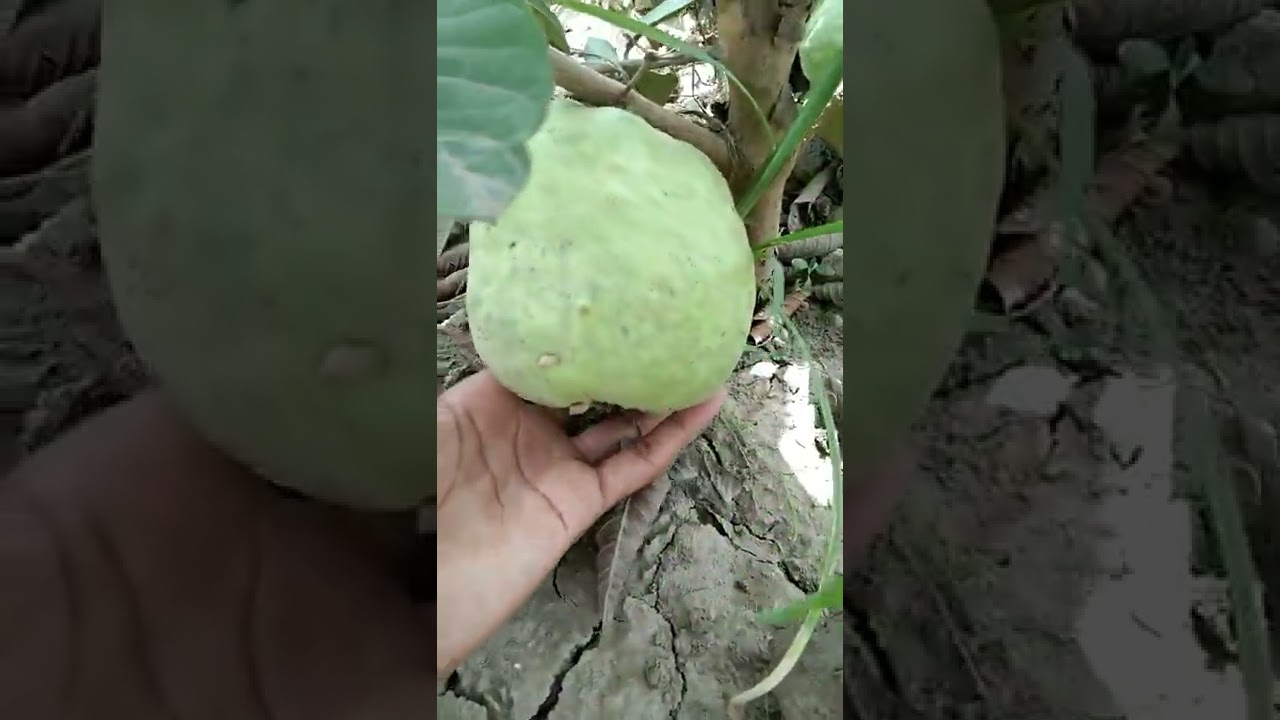 Taiwan pink guava.So Big Size,