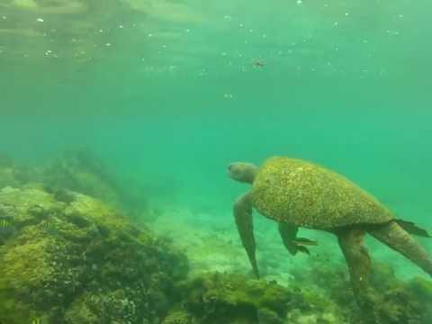 Video: Foto Af En Turist, Der Kører Havskildpadde I Malaysia, Beder Om Undersøgelse