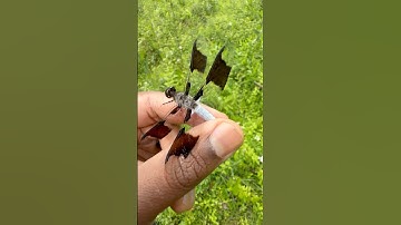 Catching a Common Whitetail Dragonfly!