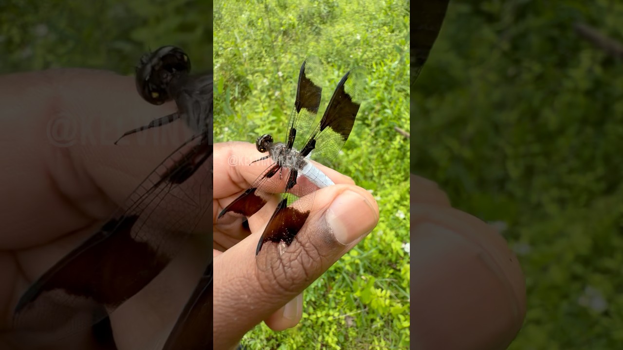 Catching a Common Whitetail Dragonfly!