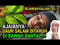 🔴DAUNNYA NABI KHIDIR‼️Taruh 3 Lembar Dibawah Bantal Kalo Berani !! Khasiat Daun Salam Dibawah Bantal | Bacadisinibiz.id | Beritafb 🔴DAUNNYA NABI KHIDIR‼️Taruh 3 Lembar Dibawah Bantal Kalo Berani !! Khasiat Daun Salam Dibawah Bantal | Bacadisinibiz.id | Beritafb