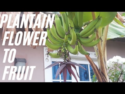 Βίντεο: Pinnate Plantain