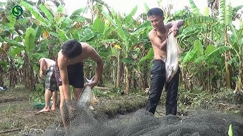 Kéo lưới bắt cá tra cối | Bắt cá miền tây | Fishing | Sắc Màu VN
