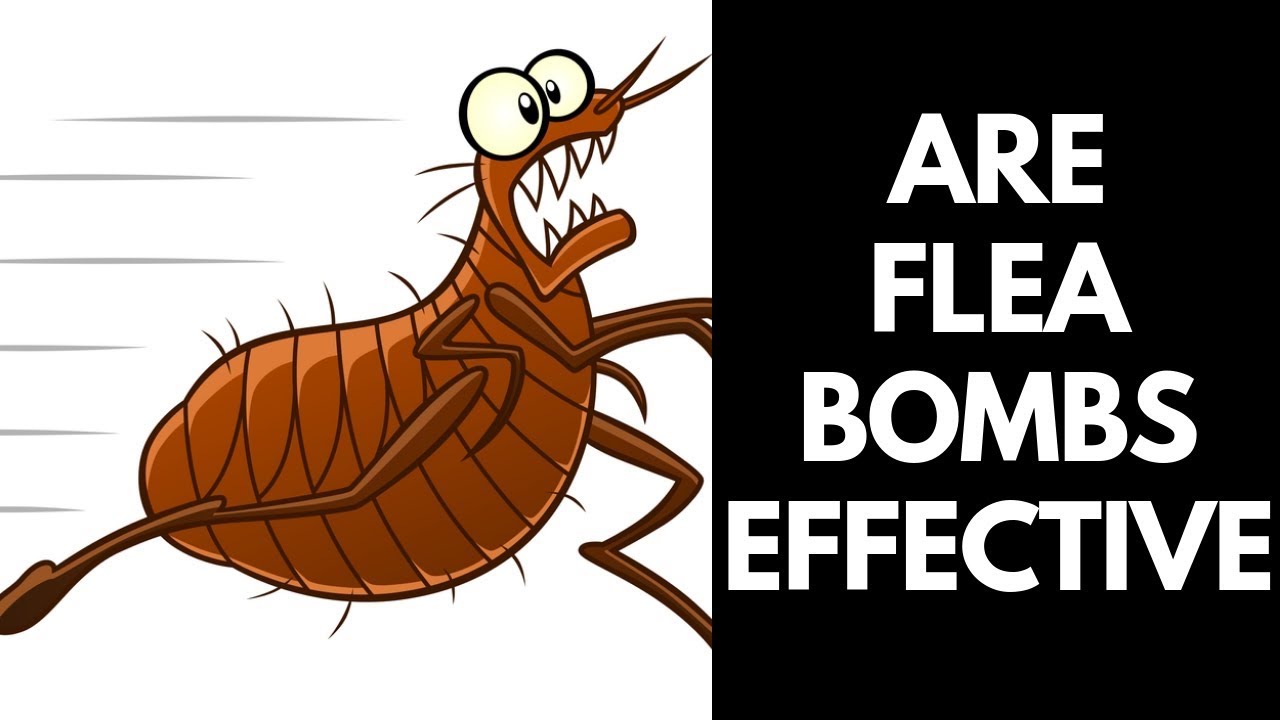 Are Flea Bombs Effective? 【2020】Do Flea Bombs Really Work?