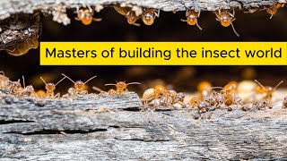 Secrets of termites: architects from the world of insects