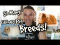 Guinea Pig Breeds