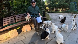 70-year-old man has been feeding the cats in this park every day for 25 years by Stray Paws of Istanbul 1,412 views 2 months ago 2 minutes, 2 seconds
