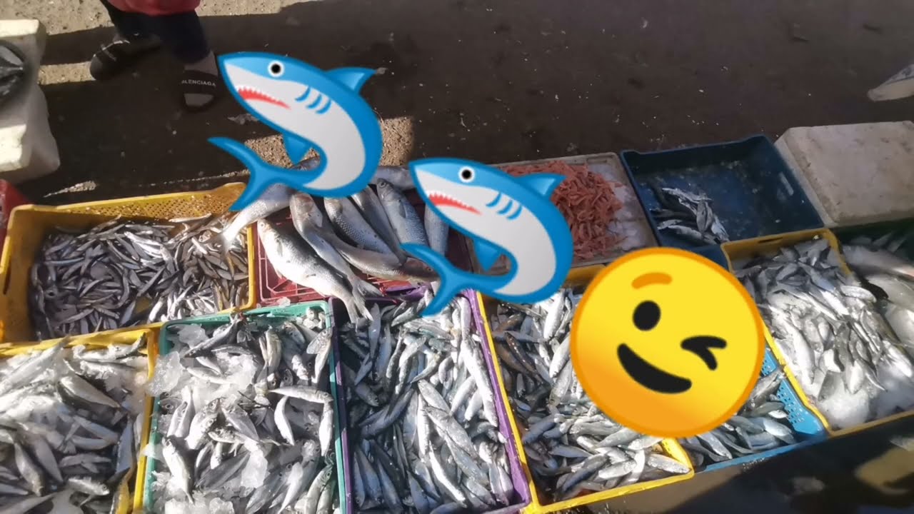 أسماك أفريقيا... 😮😯🦈🦈المنزلة في مراكش...