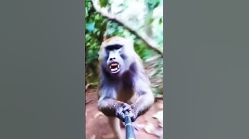 1st Video, Wiseman blogging in jungle/forest. #monkey #monkeyvideo #monkeycomedy