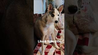 #comedy #adoptdontshop #adoptstrays #petcare #petfood #petcareprovider #animallife #cute
