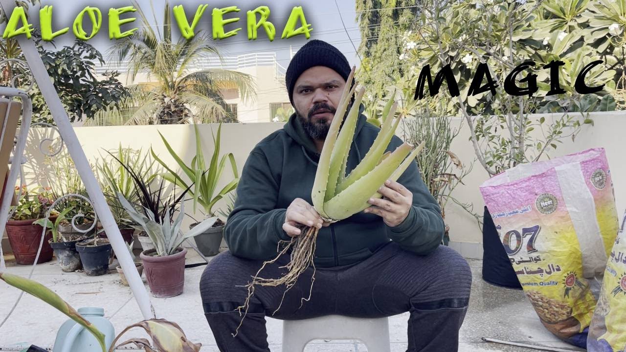 The Aloe Vera Magic: Boost Plant Growth Naturally! 