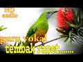 Cucak Cungkok Betina Nembak Rapet Masteran Handal Murai Batu Mp3 - Mp4 Download