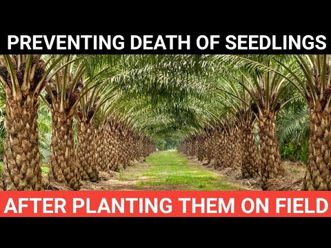 How to Prevent Deaths of Seedlings After Field Planting in Oil Palm Farming