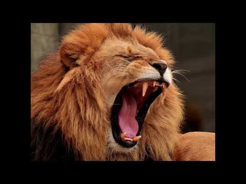 Βίντεο: Ποιο ζώο κάνει έναν δυνατό ήχο βρυχηθμού;