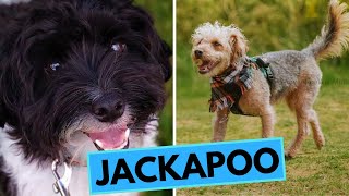 Jackapoo  TOP 10 Interesting Facts