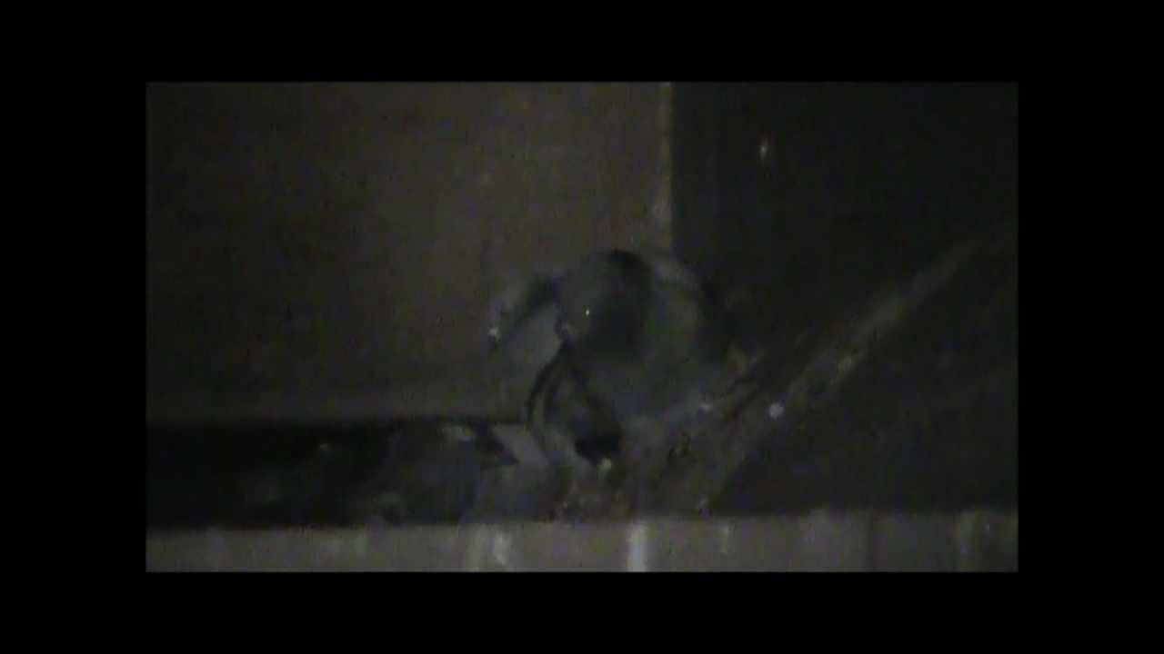 .177 Pellet Gun Pigeon Hunting Kill Shots & Slow Motion YouTube