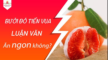 Bưởi Đỏ Tiến Vua Luận Văn Ăn Có Ngon Không ?