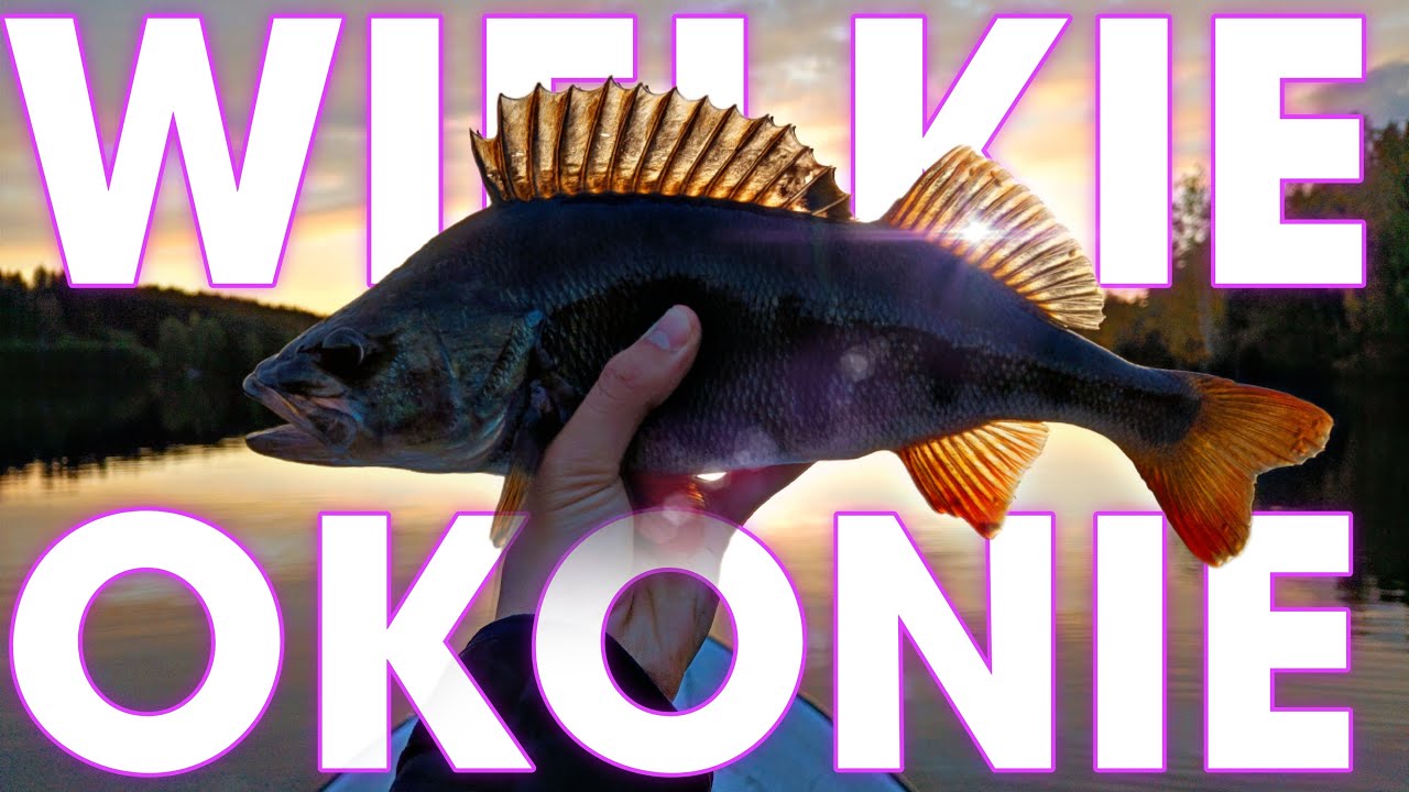 Kalendarz brań okonia 5