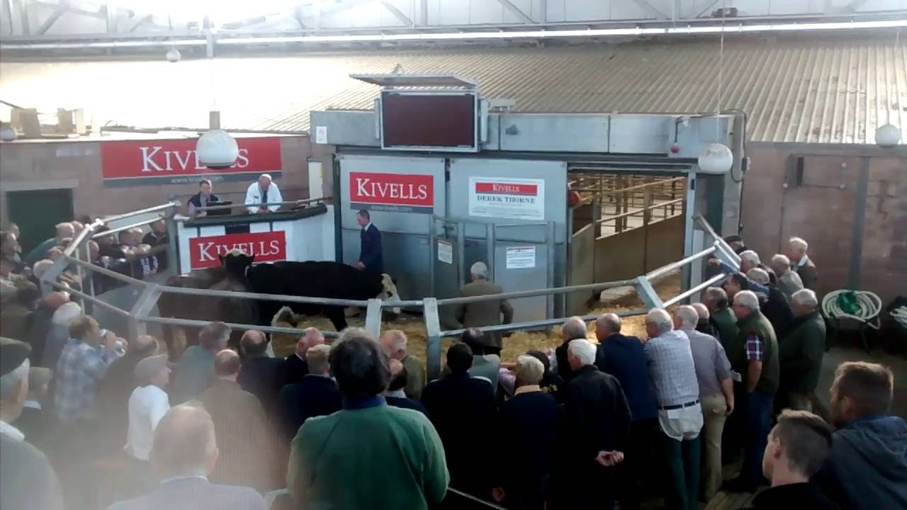 Exeter Livestock Center 30.09.2016