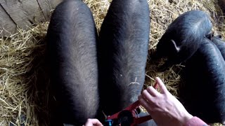 First time putting ear tags on our piglets