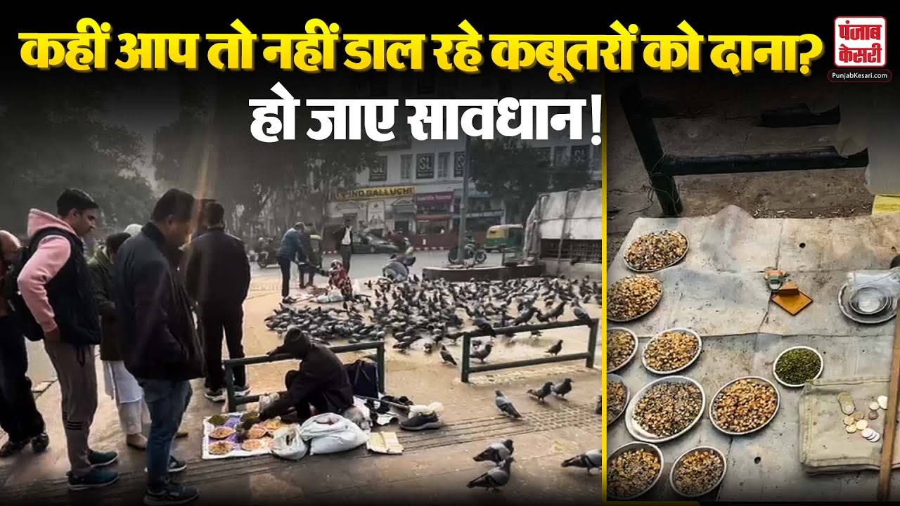 Delhi News: NGT के आदेश के बाद भी क्यों बेबस है MCD, राजधानी में खुलेआम चल रही पिजन फीडिंग