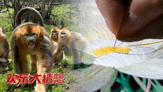 湖北神农架金丝猴为什么突然对人张大嘴巴？神农架堂纺叠绣的渐变效果是怎么绣出来的？神农架特产五黑鸡到底有哪五黑？「欢乐大猜想」20230715 | 财经风云