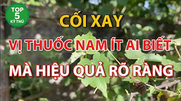 Cối Xay_Vị Thuốc Nam Ít Ai Biết _Mà Hiệu Quả Rõ Ràng !
