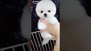 Cute little puppy video from Tik Tok I love this puppy