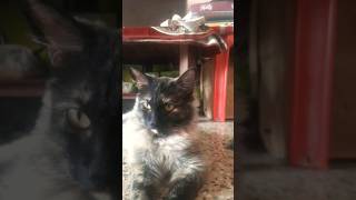rosy huvi famous #entertaininganimals #viralshort #cat #shorts