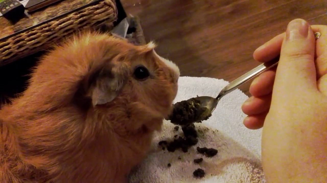 RJ the Guinea Pig Eating Pellet Mash YouTube