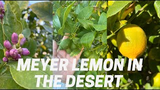 Meyer Lemon Tree