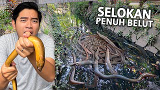 TANGKEP BELUT DI SELOKAN KERUH! GAK NYANGKA BANYAK BELUT DI TEMPAT INI! KASIH KE HEWAN KITA!