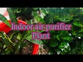Snake plant indoor air purifying plant organic green vatika