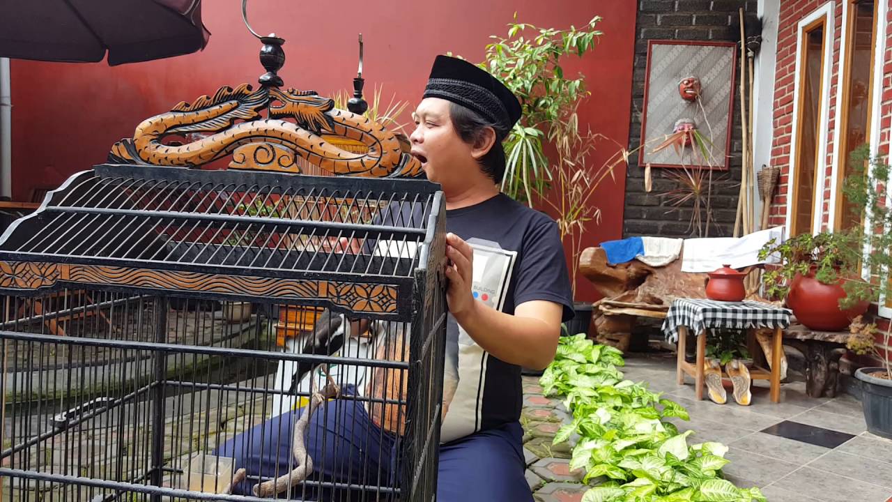 Burung Jalak Bisa Jaipong 