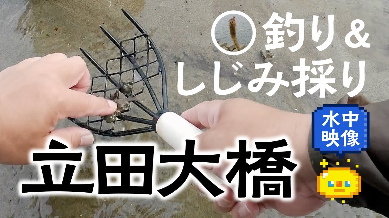 水中映像 立田大橋 釣り時々しじみ採り Clam Picking Youtube