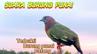 SUARA PIKAT BURUNG PUNAI