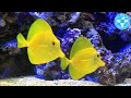 【チャーム】海水魚 キイロハギ Zebrasoma flavesens ハギ charm動画