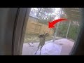 Deer Tries To Show Family Something In Backyard – When They See It, They Call 911