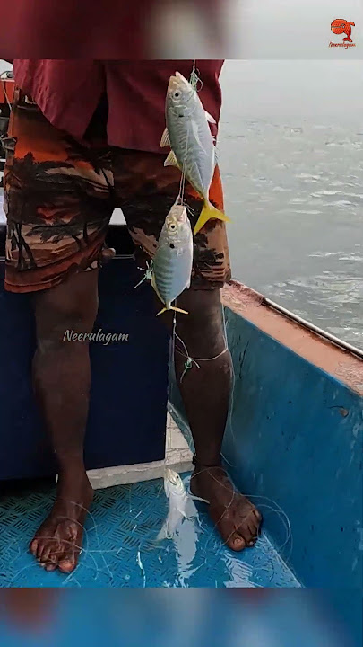 Deep Sea Fishing Videos #fishing #fishingvideo #fishingtime