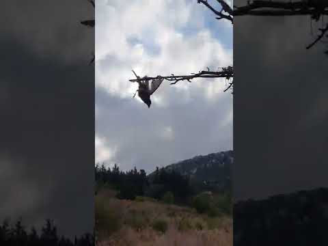 صيد طائر البلبل او الحزير على الدبق