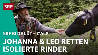 Leo & Johanna wagen Rettungsmission für isolierte Rinder | Z'Alp - SRF bi de Lüt | 2021 - 3/5 | SRF