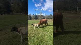 Ram vs Bull #cow #bull #farmlife #farmanimal #sheep #funnyanimals #cute #cuteanimals #homesteading Ram vs Bull #cow #bull #farmlife #farmanimal #sheep #funnyanimals #cute #cuteanimals #homesteading