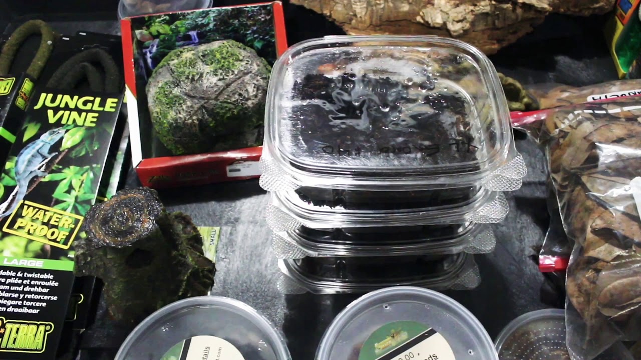 New Reptile Expo Pickups! Plus Reptile Cage Setups.