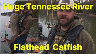 картинка: Огромный плоскоголовый окунь и хорошая рыбалка на реке Теннесси