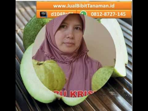 08128727145 Harga  Jual Bibit Tanaman  Pohon Buah  Jambu 