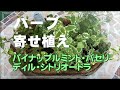 【ガーデニング】ハーブ寄せ植え　パイナップルミント・パセリ・ディル・シトリオードラを寄せ植えしました。