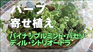 【ガーデニング】ハーブ寄せ植え　パイナップルミント・パセリ・ディル・シトリオードラを寄せ植えしました。