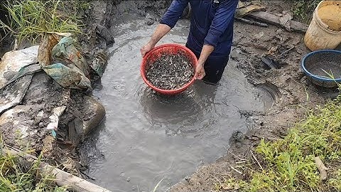 Giải cứu cá rô đồng mắc cạn (T104) 