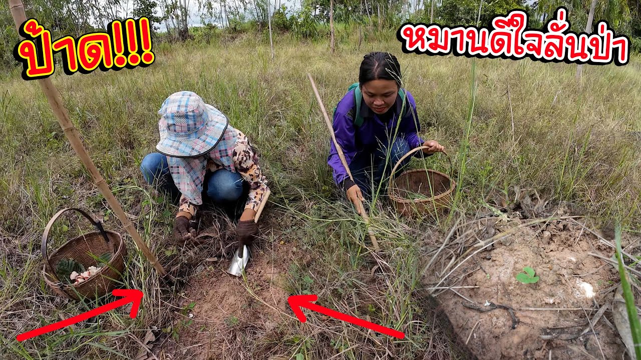 ป้าด!!! ดอกใหญ่ๆงามๆ หมานดีใจลั่นป่า