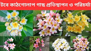 টবে কাঠগোলাপ ফুল গাছ প্রতিস্থাপন ও পরিচর্যা। কাঠচাঁপা গাছের চাষ।How to grow Frangipani flower in pot